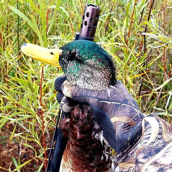 Mallard on South Dakota opener.