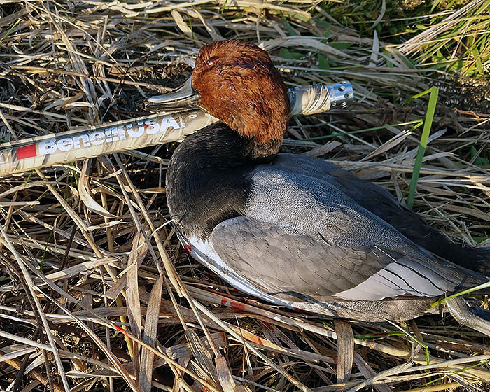 Mallard on South Dakota opener.